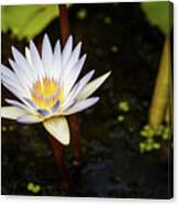 Beauty In The Pond Canvas Print