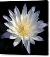 Beauty Of A White Water Lily 2 Canvas Print