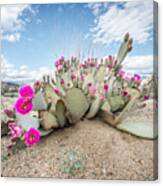 Beavertail Cactus Canvas Print