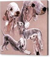 Bedlington Terrier Collage Canvas Print