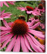 Bee And Echinacea Canvas Print