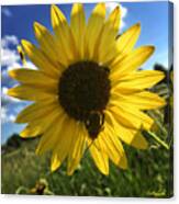 Bee And Sunflower Canvas Print