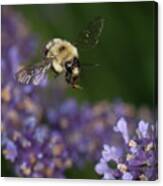 Bee Approaches Lavender Canvas Print