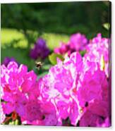 Bee Flying Over Catawba Rhododendron Canvas Print