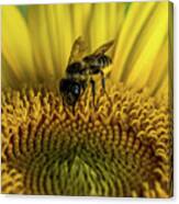 Bee In A Sunflower Canvas Print