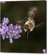 Bee Landing On Lavender Canvas Print