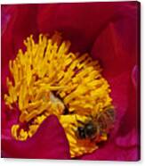 Bee On A Burgundy And Yellow Flower2 Canvas Print