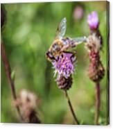 Bee On A Thistle Flower Canvas Print