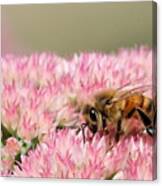 Bee On Flower 5 Canvas Print