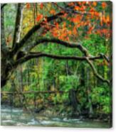 Beech Tree And Swinging Bridge Canvas Print