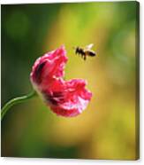 Got Bees In Me Opium Poppies Canvas Print