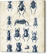 Beetles - 1897 - 01 Canvas Print