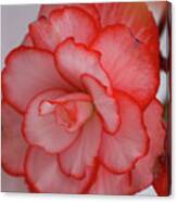 Begonia Beauty Canvas Print