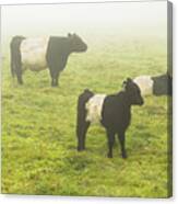 Belted Galloway Cows Grazing  In Foggy Farm Field Maine Canvas Print