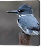 Belted Kingfisher Canvas Print