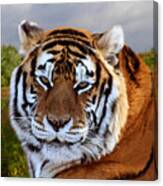 Bengal Tiger Portrait Canvas Print