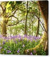 Bent Tree In Bluebell Forest Canvas Print