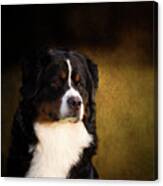 Bernese Mountain Dog Canvas Print