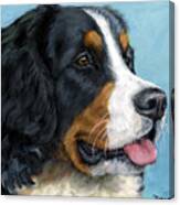 Bernese Mountain Dog On Blue Canvas Print