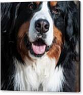 Bernese Mountain Dog Portrait Canvas Print