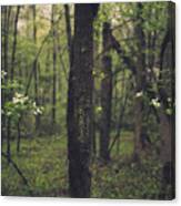 Between The Dogwoods Canvas Print