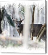 Big Buck Looking Canvas Print