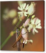 Big Grasshopper On White Flowers Canvas Print
