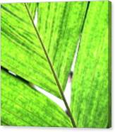 Big Green Leaf . 7d5763 Canvas Print