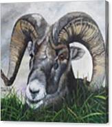 Big Horned Sheep Canvas Print