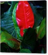 Big Red Leaf Canvas Print