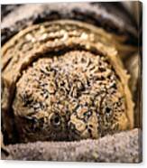 Big Sexy The Snapping Turtle Canvas Print