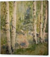 Birch Forest Canvas Print