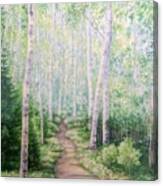 Birch Path Canvas Print
