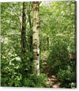 Birch Tree Hiking Trail Canvas Print