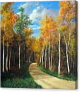 Birch Trees Along The Country Road Canvas Print