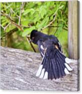 Bird Behavior - Eastern Towhee Fans His Tail Canvas Print