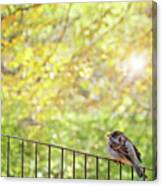 Bird, Central Park, New York City Canvas Print