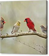 Bird Congregation Canvas Print