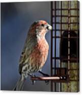 Bird Feeding In The Afternoon Sun Canvas Print
