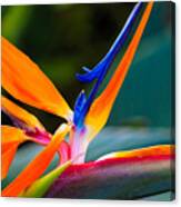 Bird Of Paradise Canvas Print