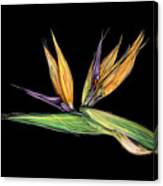 Bird Of Paradise - Revisited Canvas Print