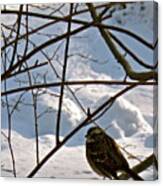 Bird On A Branch Canvas Print