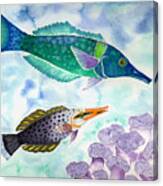 Bird Wrasse Canvas Print