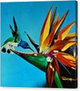 Birds Of Paradise With White Necked Jacobin Hummingbird Canvas Print