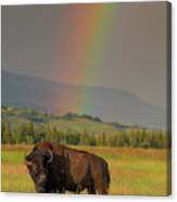 Bison And Rainbow Canvas Print