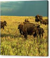 Bison And Stormy Weather. Canvas Print