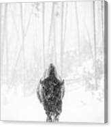 Bison Bull In Snowstorm 2 Canvas Print