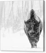 Bison Bull In Snowstorm Canvas Print