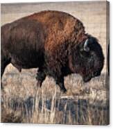 Bison Canvas Print