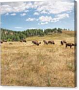 Bison Grazing Canvas Print